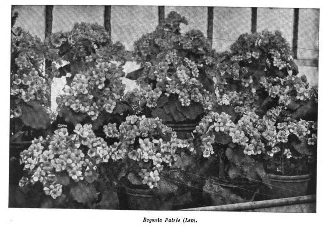 B. ‘Patrie’